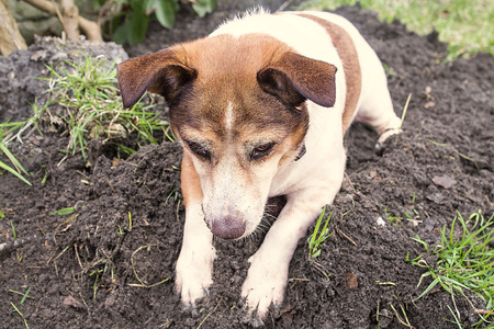 jack russel dogの写真素材