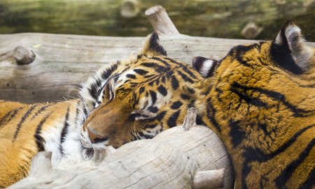 tigers sleeping
