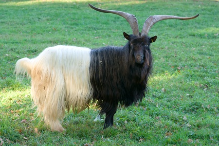 A black white billy goat in the meadowの写真素材
