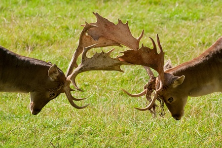 Two fallow deers in a playful fightの写真素材