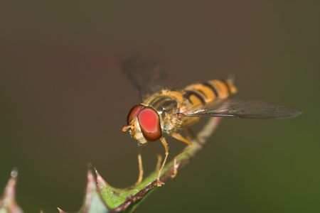 Hoverfly close-up on a thorny branchの写真素材
