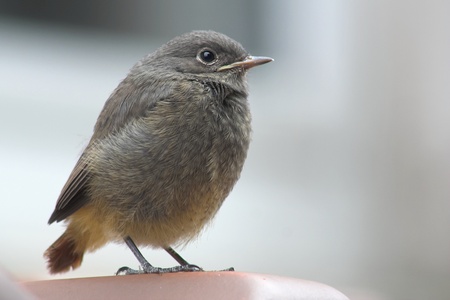Close-up of a bird on a roofの写真素材