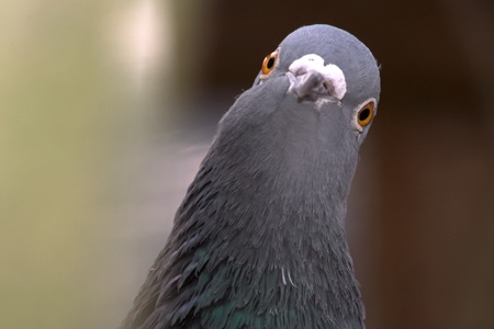 Portrait of a dove looking very interestedの写真素材