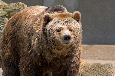Wet brown bear in front of an old trunkの写真素材