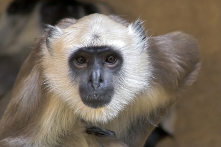 Portrait of a langur looking very interested