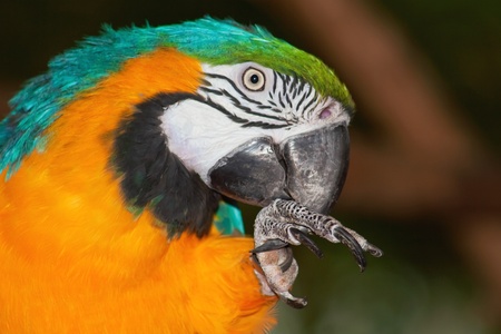 Portrait of a blue and yellow macaw
