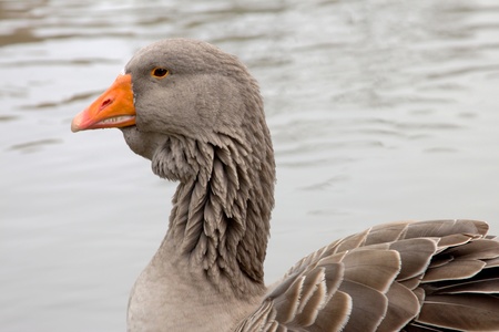 Portrait of a graylag goose in a pondの写真素材