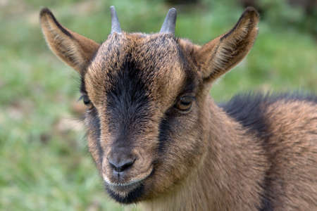 Portrait of a goat in a green meadow