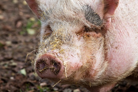 Portrait of a pot-bellied pig with straw around the nose