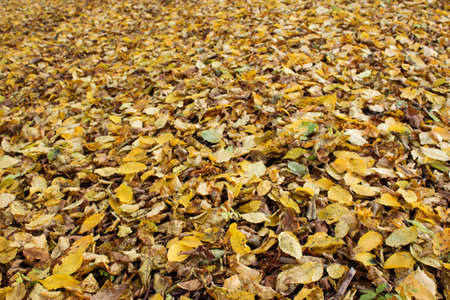 Ground covered with a lot of colorful leaves