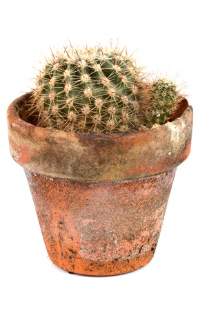 Small cactus in a pot over a white backgroundの写真素材