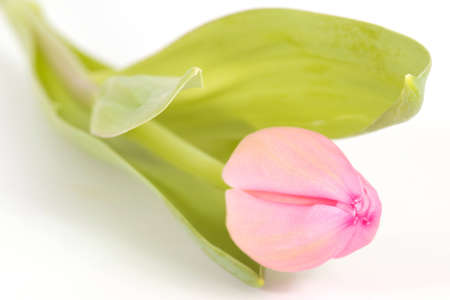 Closeup of a pink tulip with closed blossom over a white backgroundの写真素材