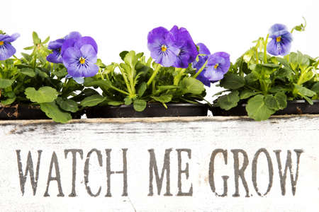 Old wooden box with violets over a white background