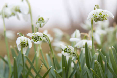 Closeup of many snowdrops in the grassの写真素材