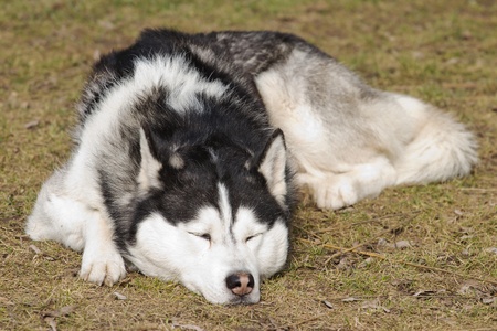 A sleeping husky lying on the grassの写真素材