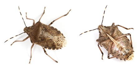 Closeup of a bug over a white background