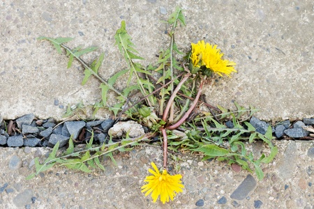 A blooming yellow dandelion grows through stonesの写真素材