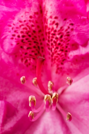 Closeup of a pink rhododendron with shallow depth of fieldの写真素材