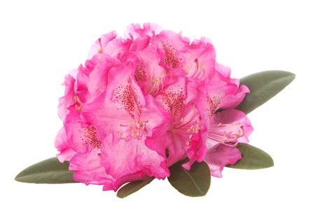 Pink blossom of a rhododendron with green leaves over a white backgroundの写真素材