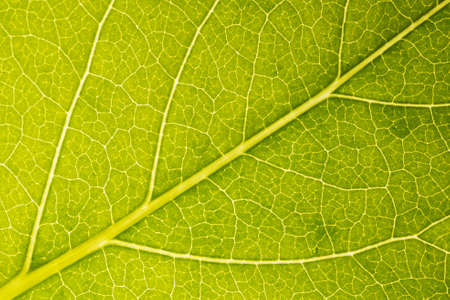 Closeup of a green leaf texture of a plant