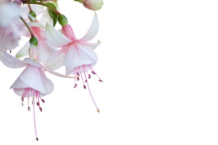 Closeup of the blossoms of a pink fuchsia flower over a white backgroundの写真素材