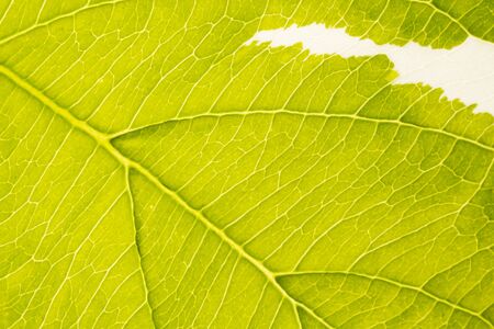 Abstract closeup of a green leaf texture