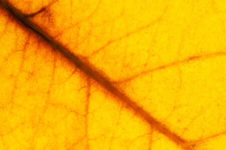 Abstract closeup of an orange leaf textureの写真素材