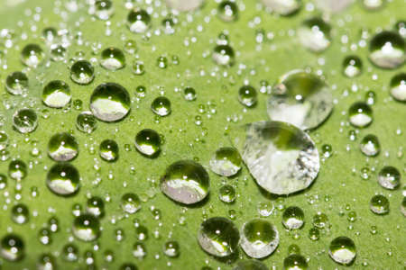 Closeup of raindrops on a green leaf