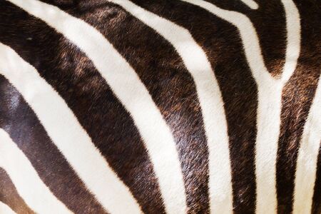 Closeup of the markings of a zebraの写真素材