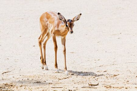 Young impala in the sand in sunlightの写真素材