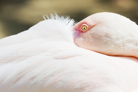 Closeup of a bright flamingo in sunlightの写真素材