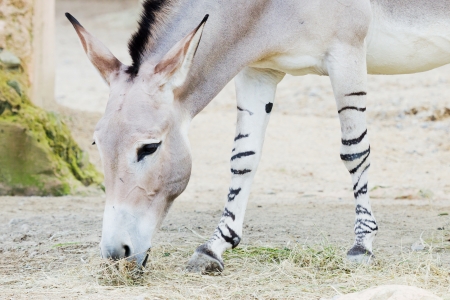 Closeup of a somali wild ass while eatingの写真素材