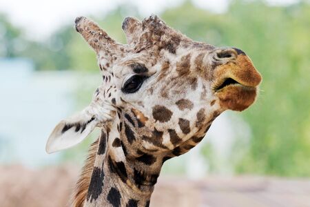 Closeup of the head of a giraffeの写真素材