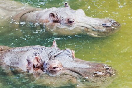 Closeup of two hippos in the water with shallow depth of field