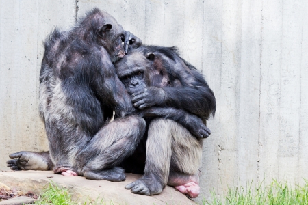Two sitting chimps on a rock doing pair groomingの写真素材