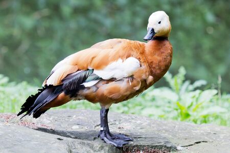 Closeup of a brown duck on a rock in front of a green backgroundの写真素材