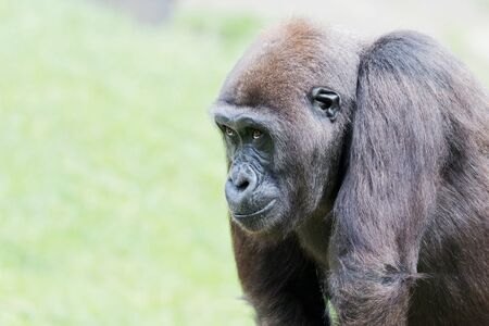 Closeup of a gorilla in front of a green background
