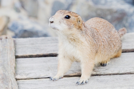 Closeup of a prairie dog sitting on a wooden box with shallow depth of fieldの写真素材
