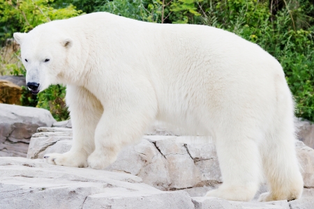 Standing ice bear on a rock in front of a green backgroundの写真素材