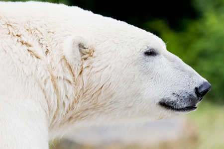 Closeup of the head of an ice bearの写真素材