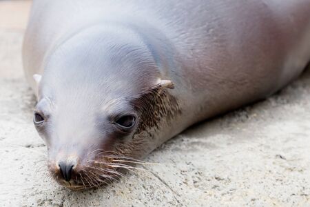 Closeup of a dark sea lion on a rock with shallow depth of fieldの写真素材