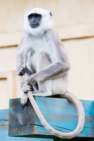 A langur monkey sitting on a blue wooden beamの写真素材