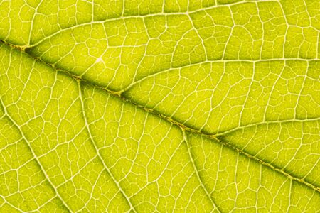 Abstract closeup of a green leaf texture