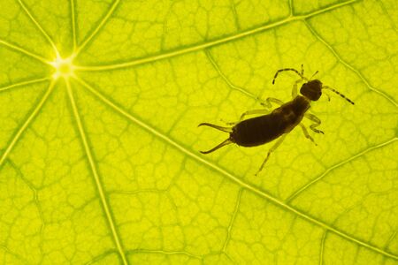Abstract closeup of a green leaf texture with the silhouette of an earwig