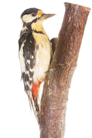 A woodpecker on a branch over a white backgroundの写真素材
