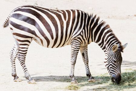 A standing zebra in sunlight while eatingの写真素材