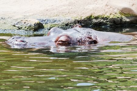 Closeup of a hippo in the water with shallow depth of fieldの写真素材