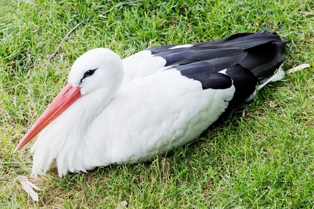 Closeup of a lying stork in the meadow
