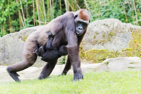 Gorilla in motion carrying a baby in front of rocks