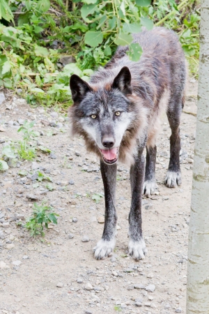 A wolf standing on a path looking curious